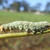 Helicoverpa covered with a velvety light-green layer 