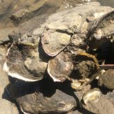 Black scar oysters growing on a rock