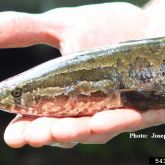 Close up of northern snakehead