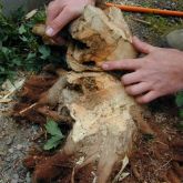 Person pointing to damage on tree trunk caused by Asian long horned beetle