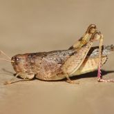 Queensland grasshopper