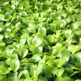 close up of of green leaves