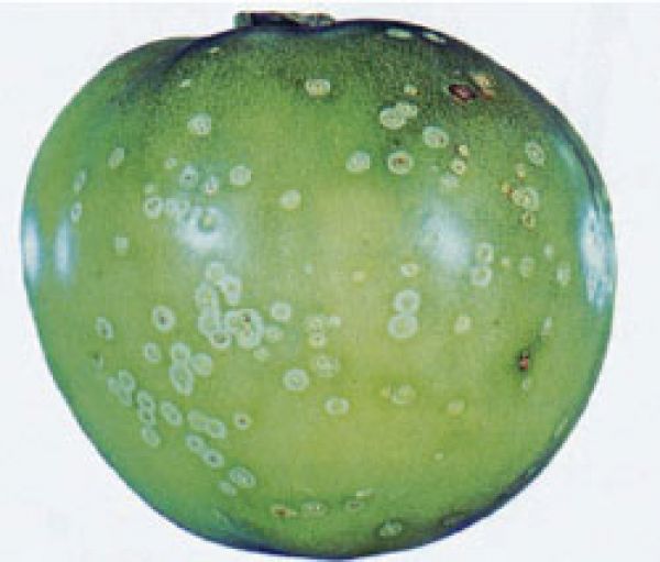 Infected fruit affected by bacterial canker.