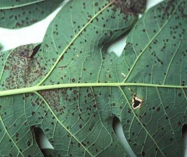 Close up of black leaf spot on papaya leaf