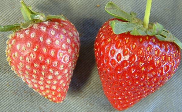 Two strawberries, one bright red and shiny, the other covered looking as if it's covered in a dusting of white powder