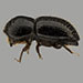 Thumbnail of Polyphagous shot-hole borer