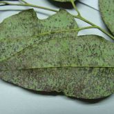 <em>T. epicoccoides</em> black spore masses on underside of <em>E. grandis</em> leaf