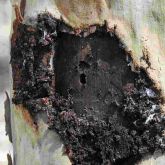 Close up of tree trunk showing damage from two-hole borer