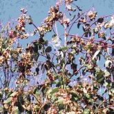 Severe leaf-galling symptoms on Dunn's white gum (<em>E. dunnii</em>)