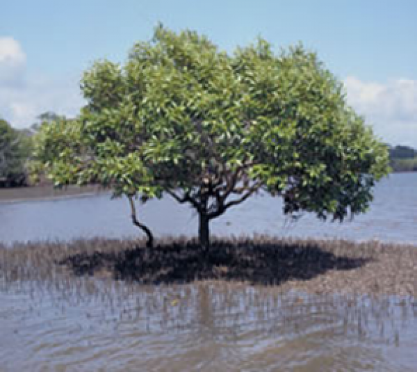 Grey mangroves on the edge of a river.