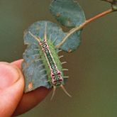 <em>D. quadrigutta</em> larva on leaf