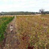 Field of Dunn's white gum with extensive leafblister sawfly damage