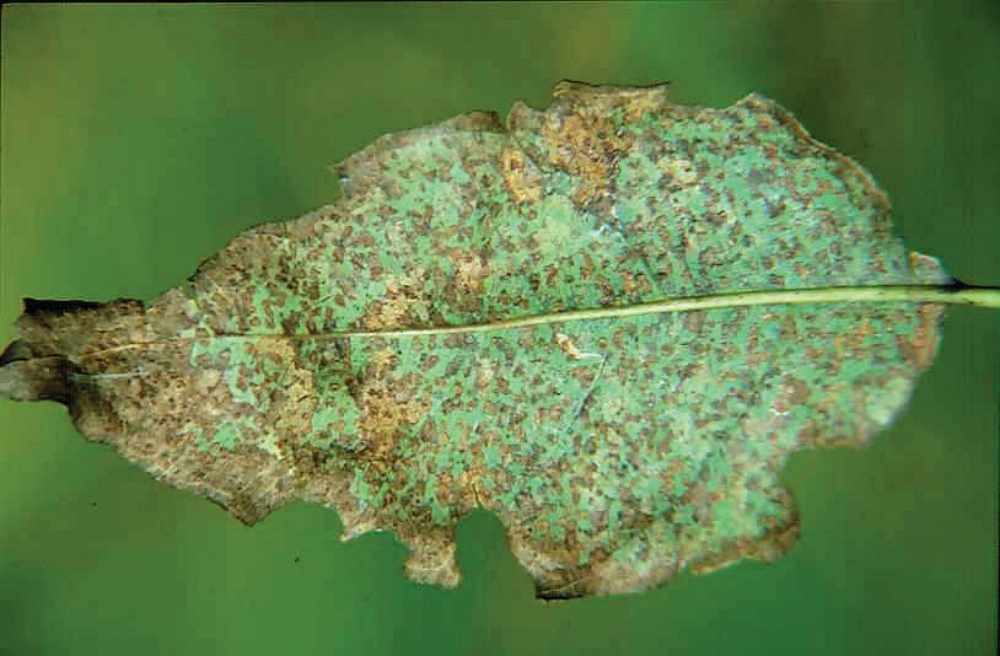 Thumbnail of Leaf spot diseases