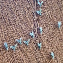 Close-up of several buffalo flies on a cow's coat, feeding along the hair.