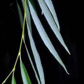 Weeping willow leaves