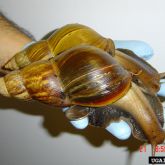 Giant African snail can grow to a large size.