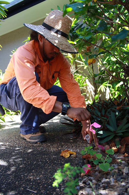 Setting lures for electric ants.