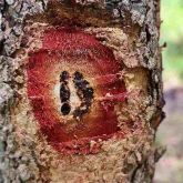 Cankers spreading inwards, affecting the timber underneath
