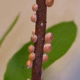 Cluster of small reddish gumtree scale globules 