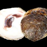 Suminoe oyster inside and outside the shell