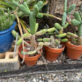 cacti plants in orange pot plants