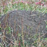 Mature fire ant nest