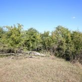 African boxthorn plant form