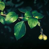 Badhara bush leaves and fruit