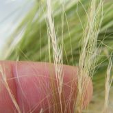 Mexican feather grass seed heads