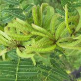 Mimosa pigra seed pods and leaves