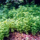 Annual ragweed infestation