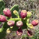 Prickly pear fruit