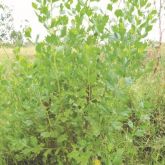 Groundsel bush plant form