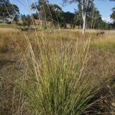 Giant rat's tail grass plant form