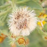 Telegraph weed seed head