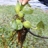 Water hyacinth plant