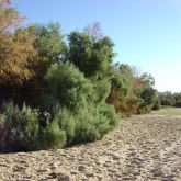 Athel pine spread along a sandy bank