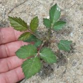 Blackberry seedling