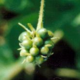 Lantana fruit