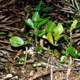 Madeira vine seedling