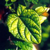 Black-eyed Susan leaf