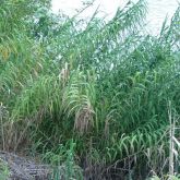 Giant reed plant