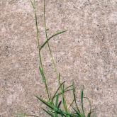 Rhodes grass head, stem and root