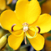 Thumbnail of Easter cassia