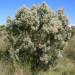 Thumbnail of Groundsel bush