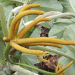 Thumbnail of Mexican bean tree