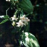 White moth vine fruit and flowers