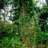 Yellow allamanda smothering native plant