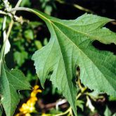 Japanese sunflower leaves