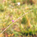 Thumbnail of Giant Parramatta grass